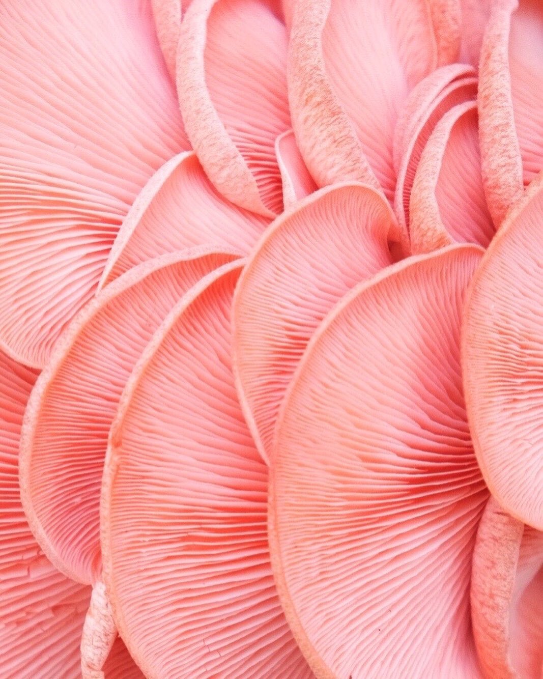 Pink Flamingo Oyster Mushrooms, I mean truly....

These absolute stunners are from @jamesbklyn who not only procured these but offered them as a *replacement* when the original mushrooms I was after weren&rsquo;t available.

Just want to pause for a 