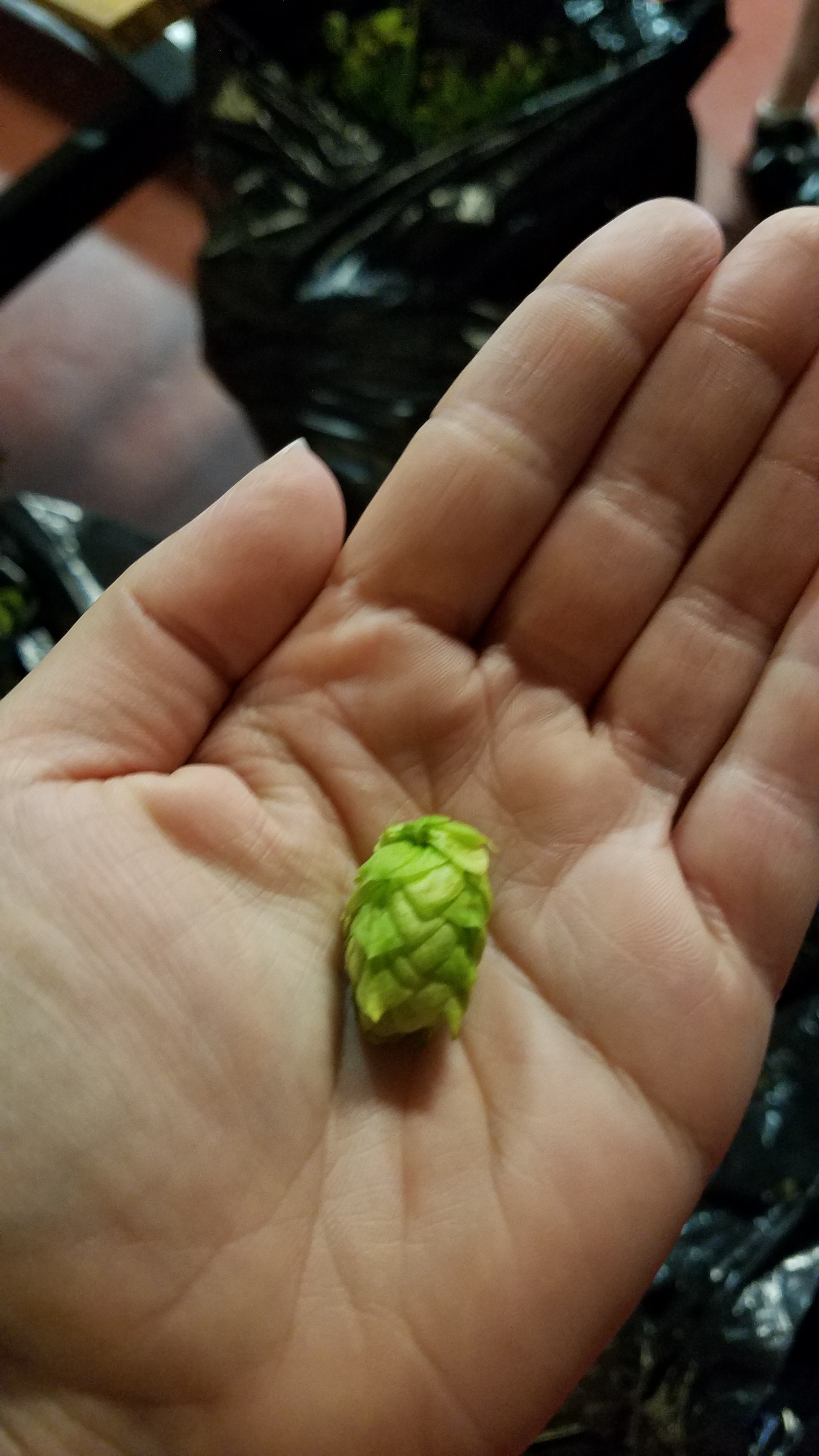 Hop in Hand.jpg