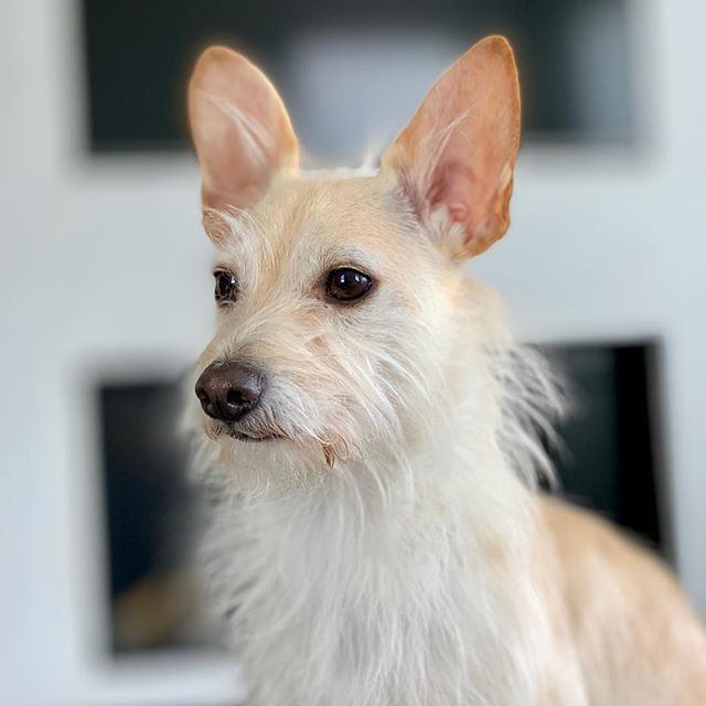 3 years of big ears. This little fox has brought much joy to our fam. #adoptiversary