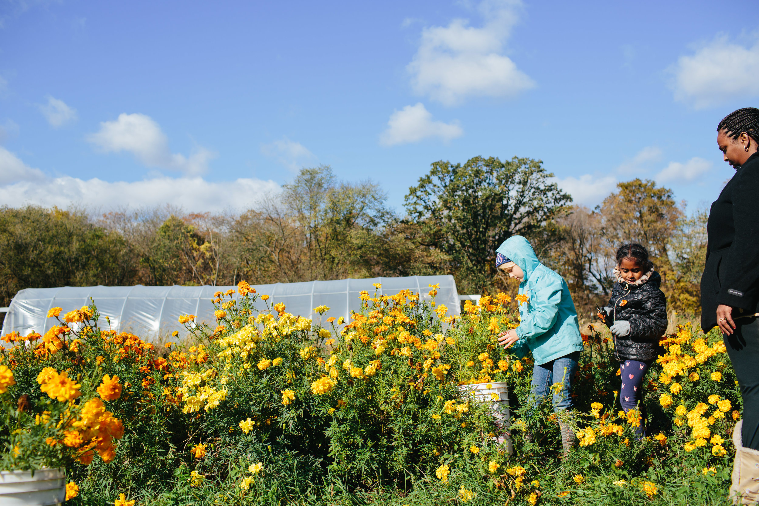 Marigold harvest-03.jpg