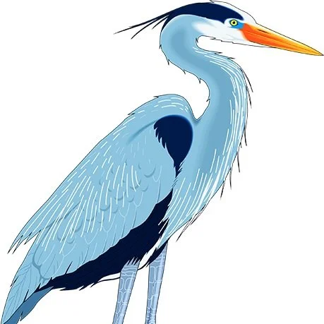 favpng_great-blue-heron-drawing-clip-art.jpg