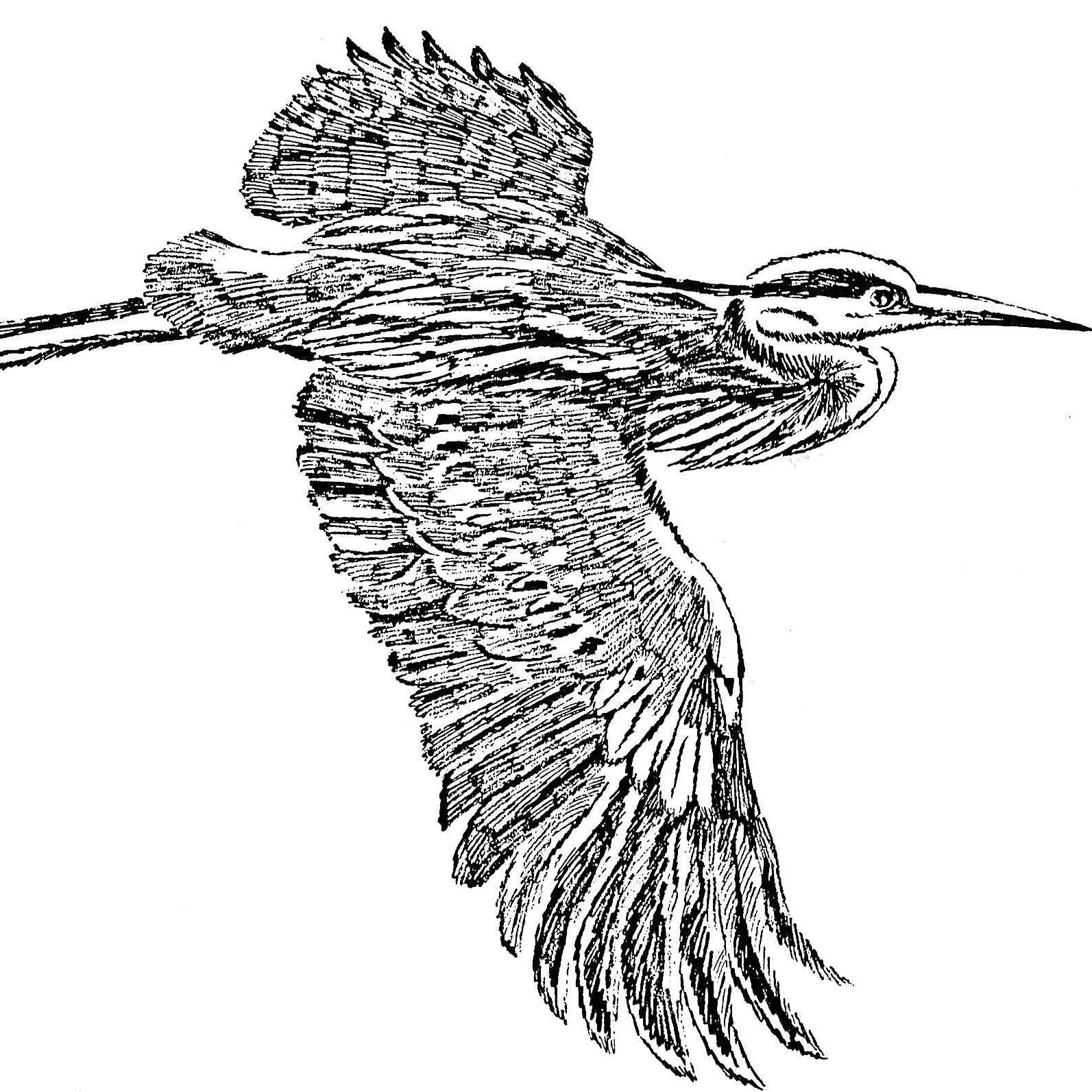 Great_blue_heron_in_flight_line_art_drawing_illustration.jpg