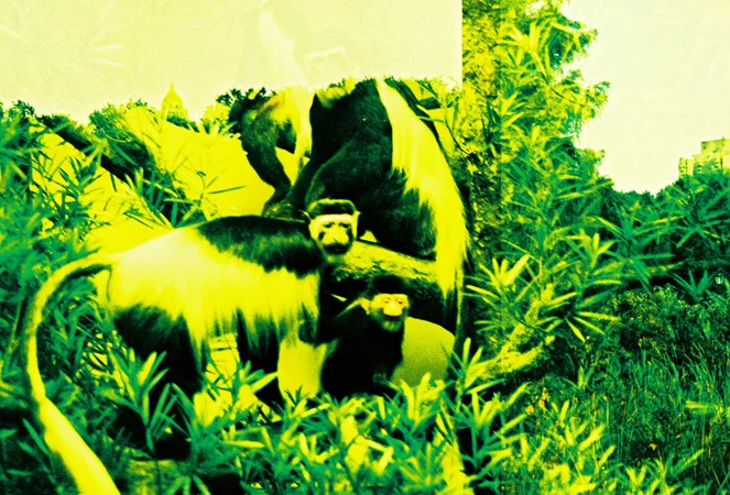 animals004.jpg