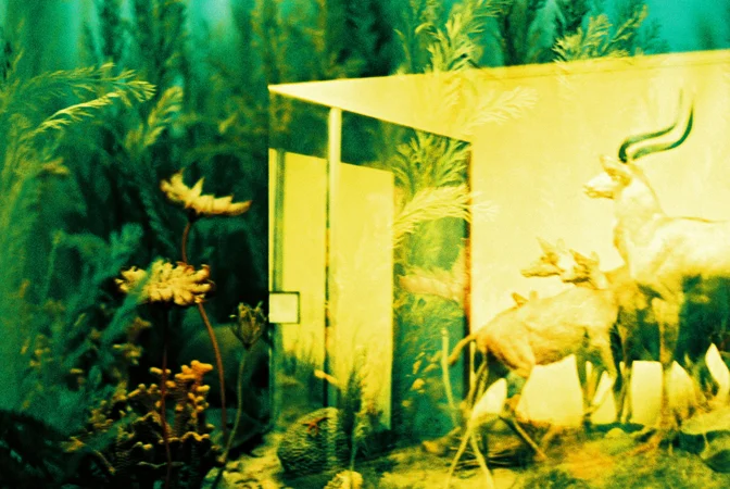 animals006.jpg