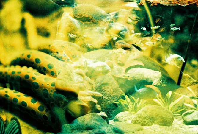 animals009.jpg