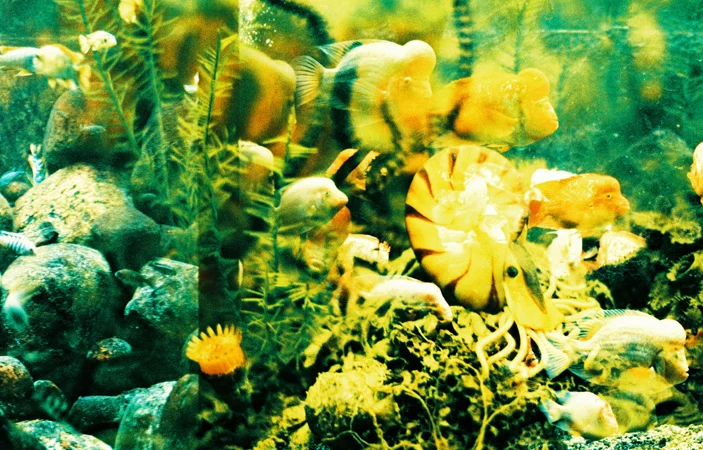 animals010.jpg