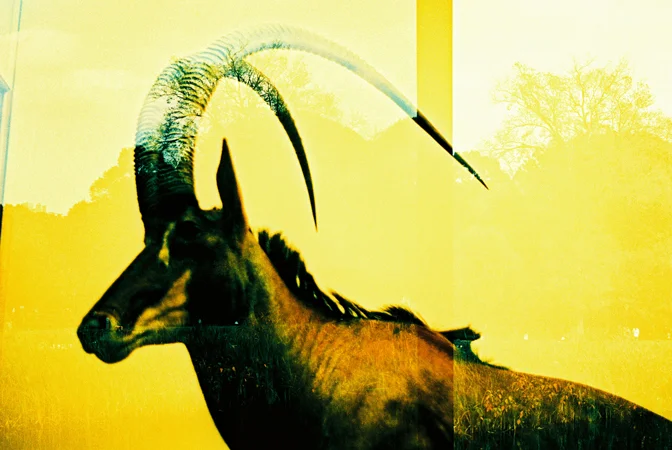 animals015.jpg