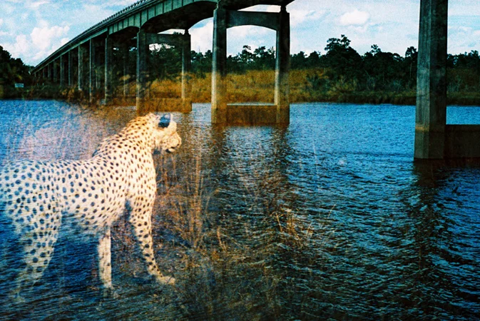 animals018.jpg