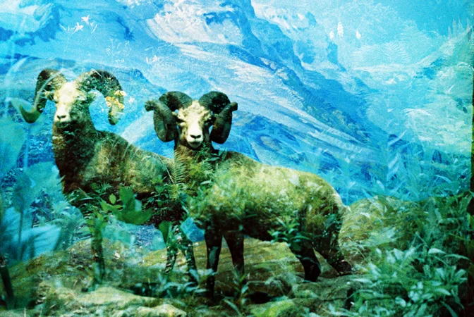 animals021.jpg