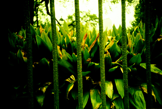 nola.lomo2012.03_0026.jpg