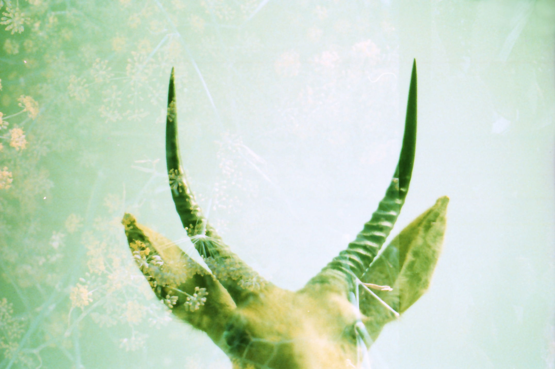 antlers02.jpg