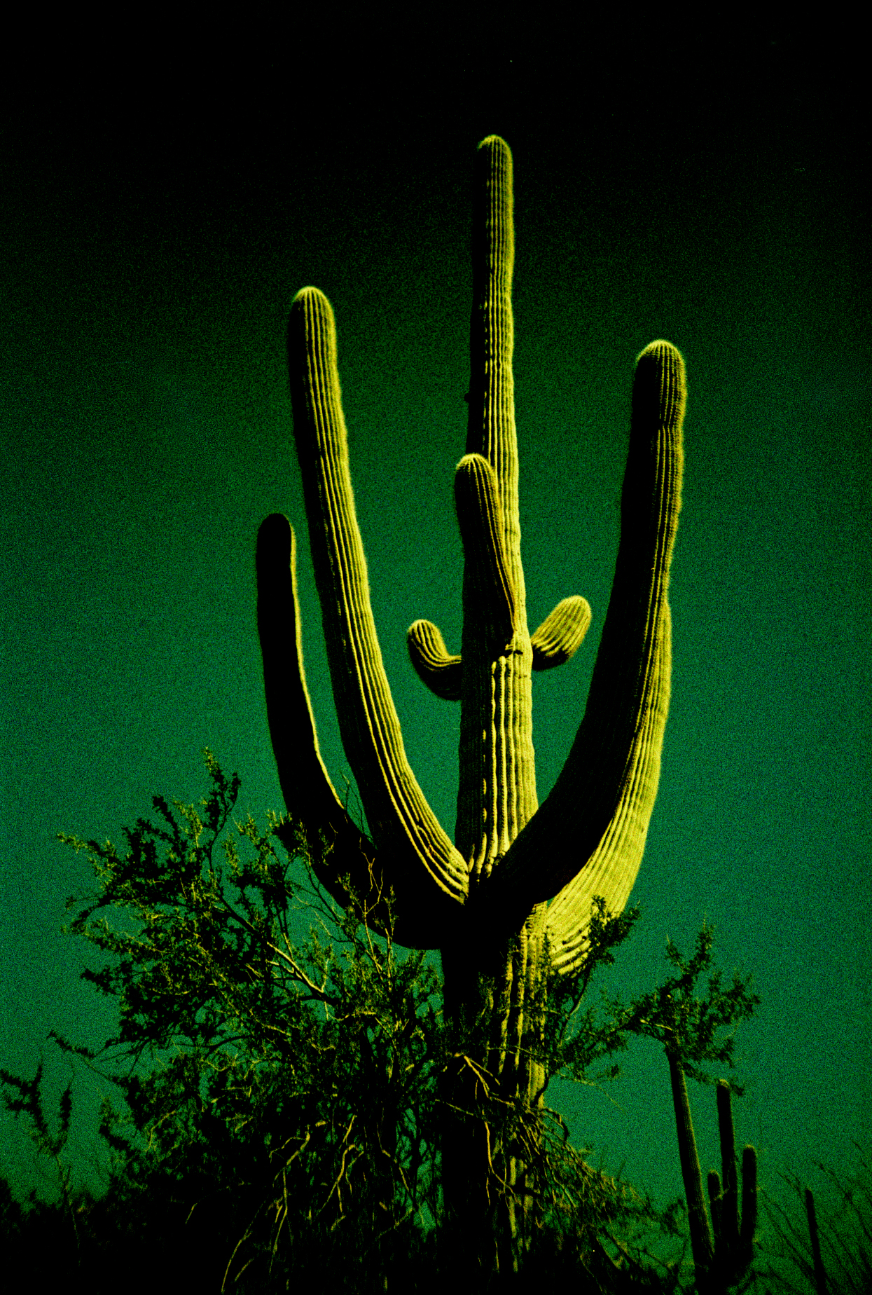 snp.lomo2012.03_0012.jpg