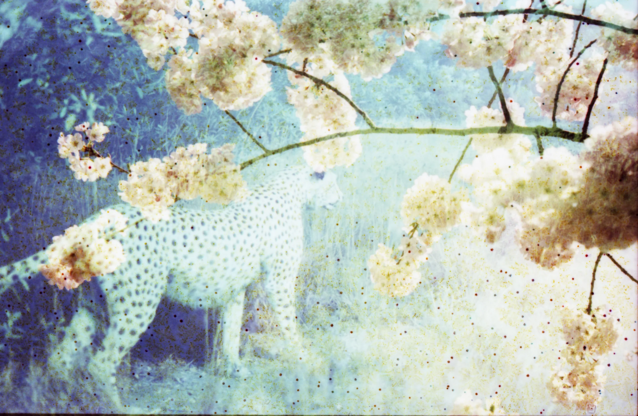 Cheetah . Flora and Fauna Series . Limited Edition