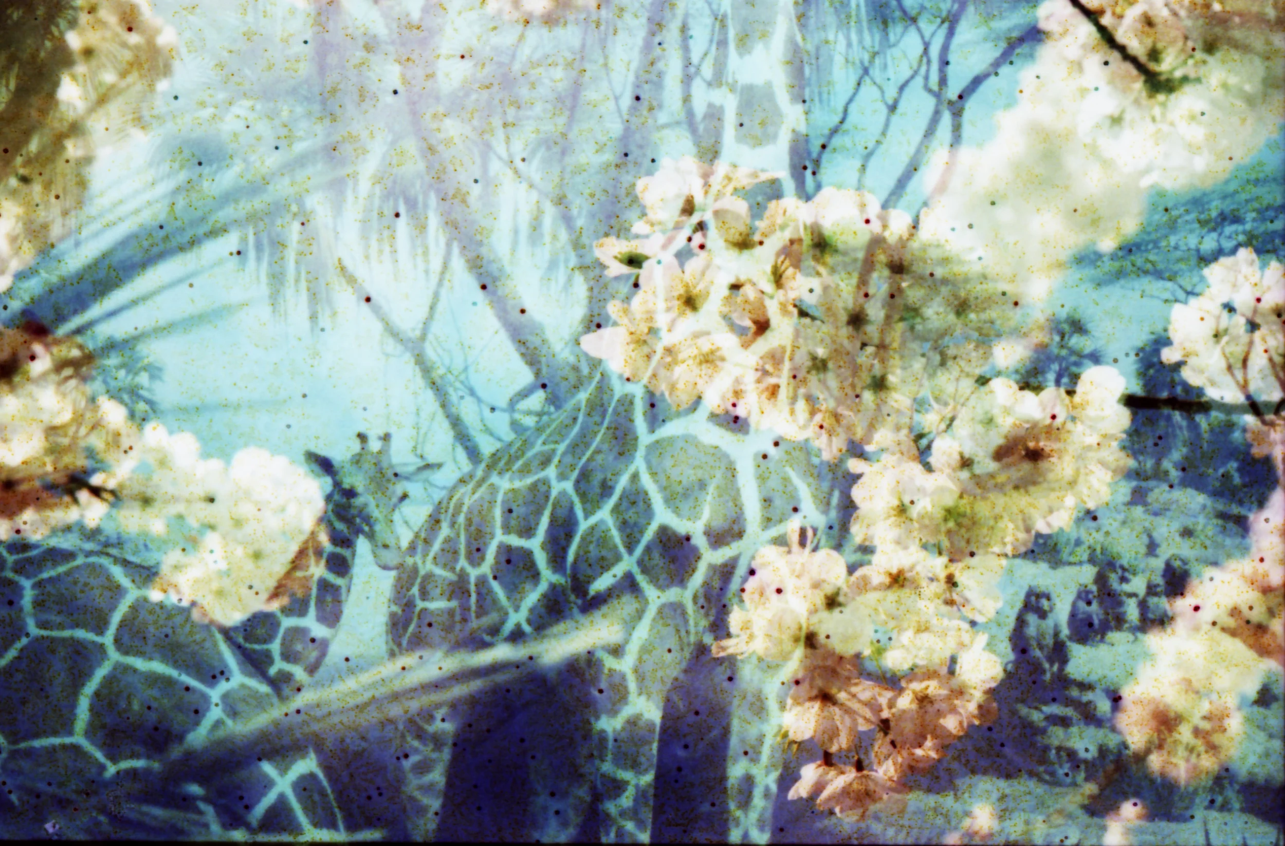 Giraffe . Flora and Fauna Series . Limited Edition