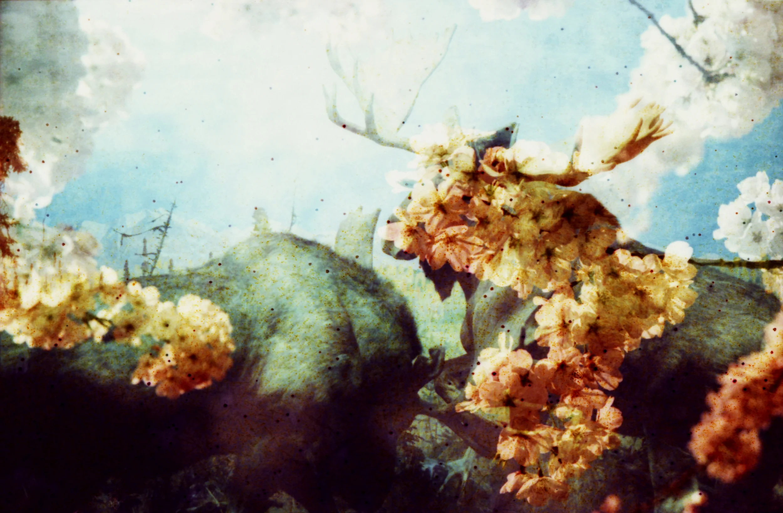 Moose . Flora and Fauna Series . Limited Edition