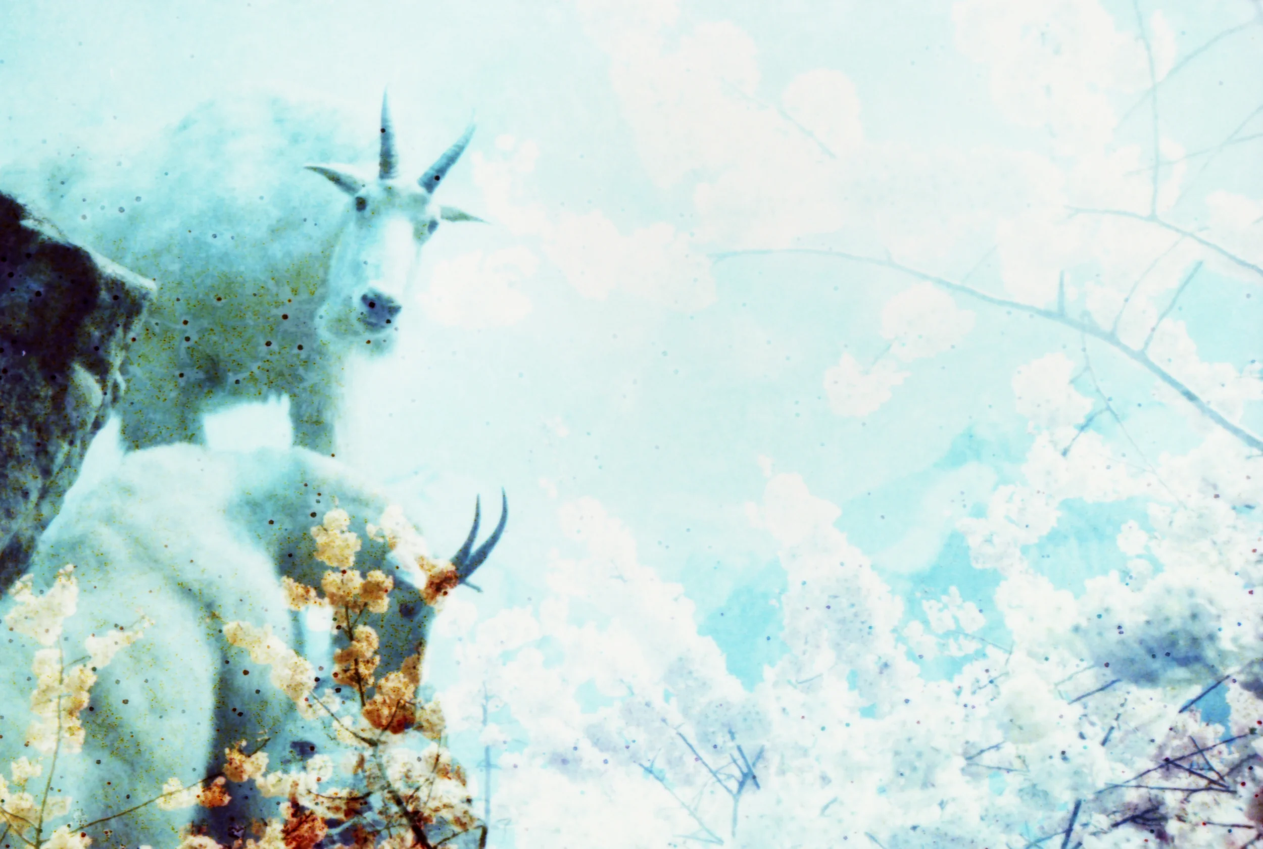 Mountain Goats . Flora and Fauna Series . Limited Edition