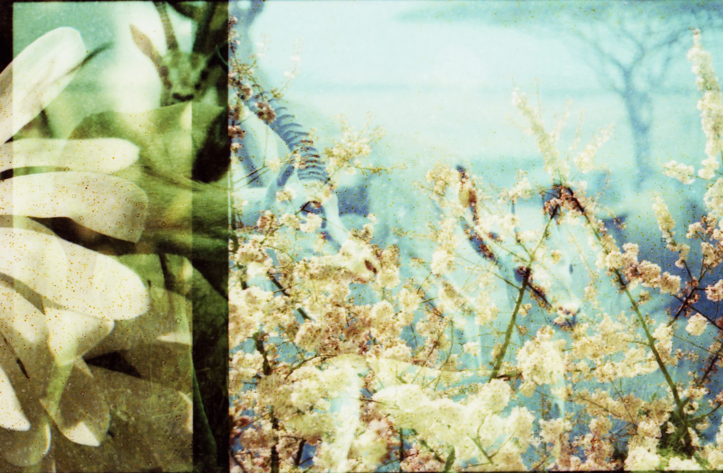 Gazelle . Flora and Fauna Series . Limited Edition