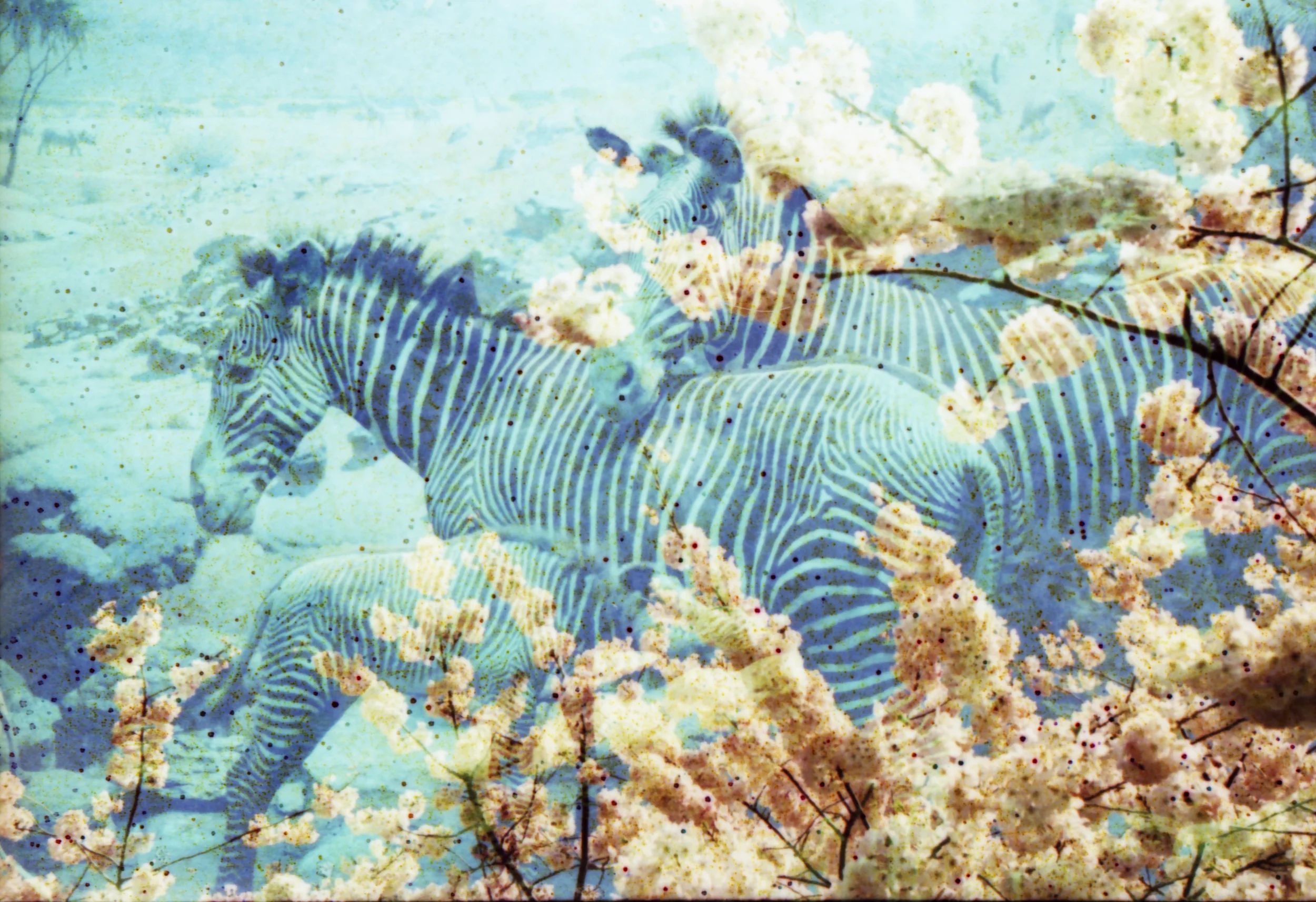 Zebras . Flora and Fauna Series . Limited Edition