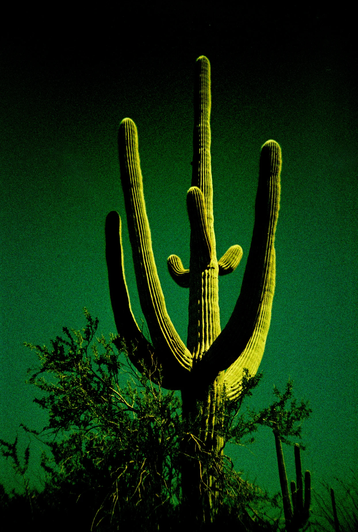 Saguaro . Lomo LCA Series
