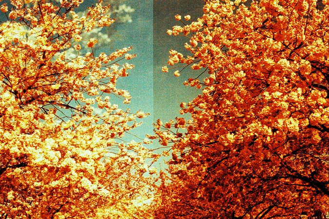 Plum Blossoms - Red Double Series