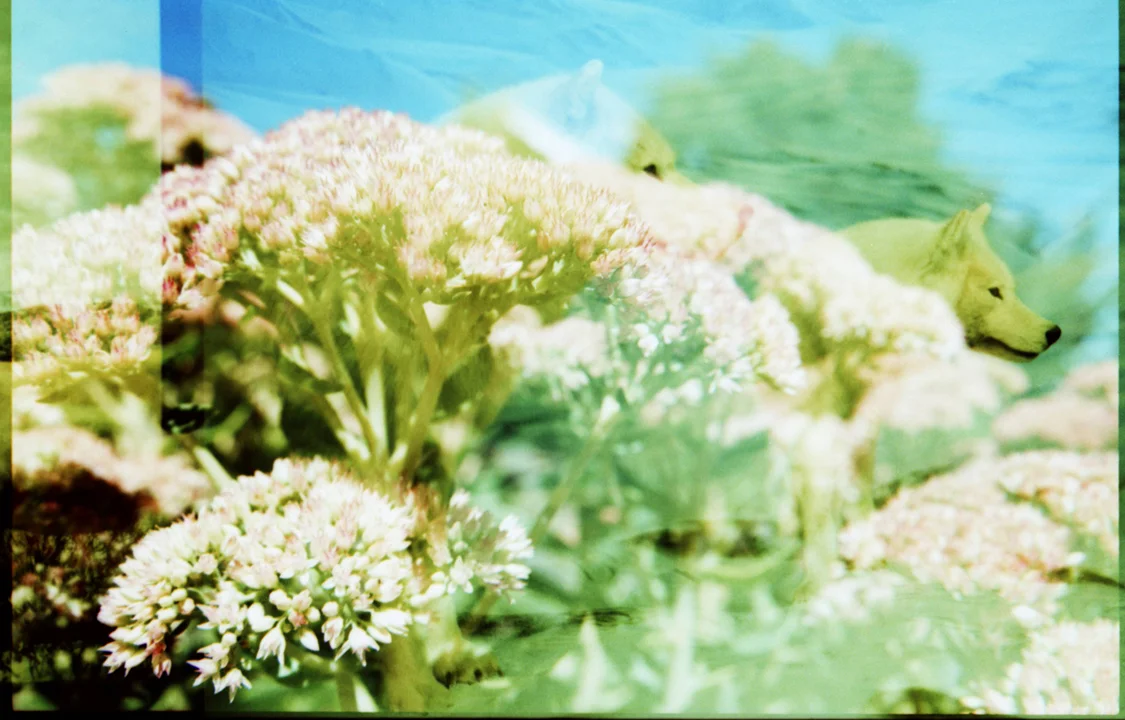 White Wolf . Flora + Fauna 02