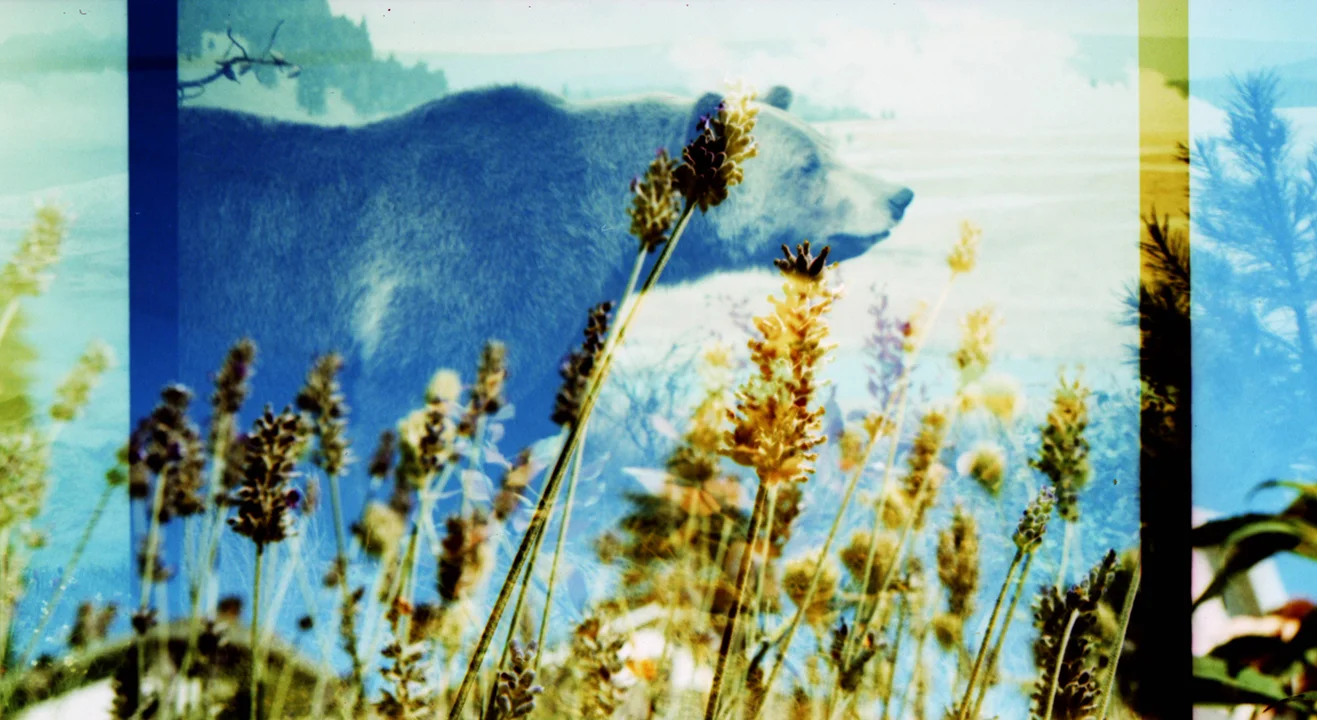 Friendly Bear . Flora + Fauna 02