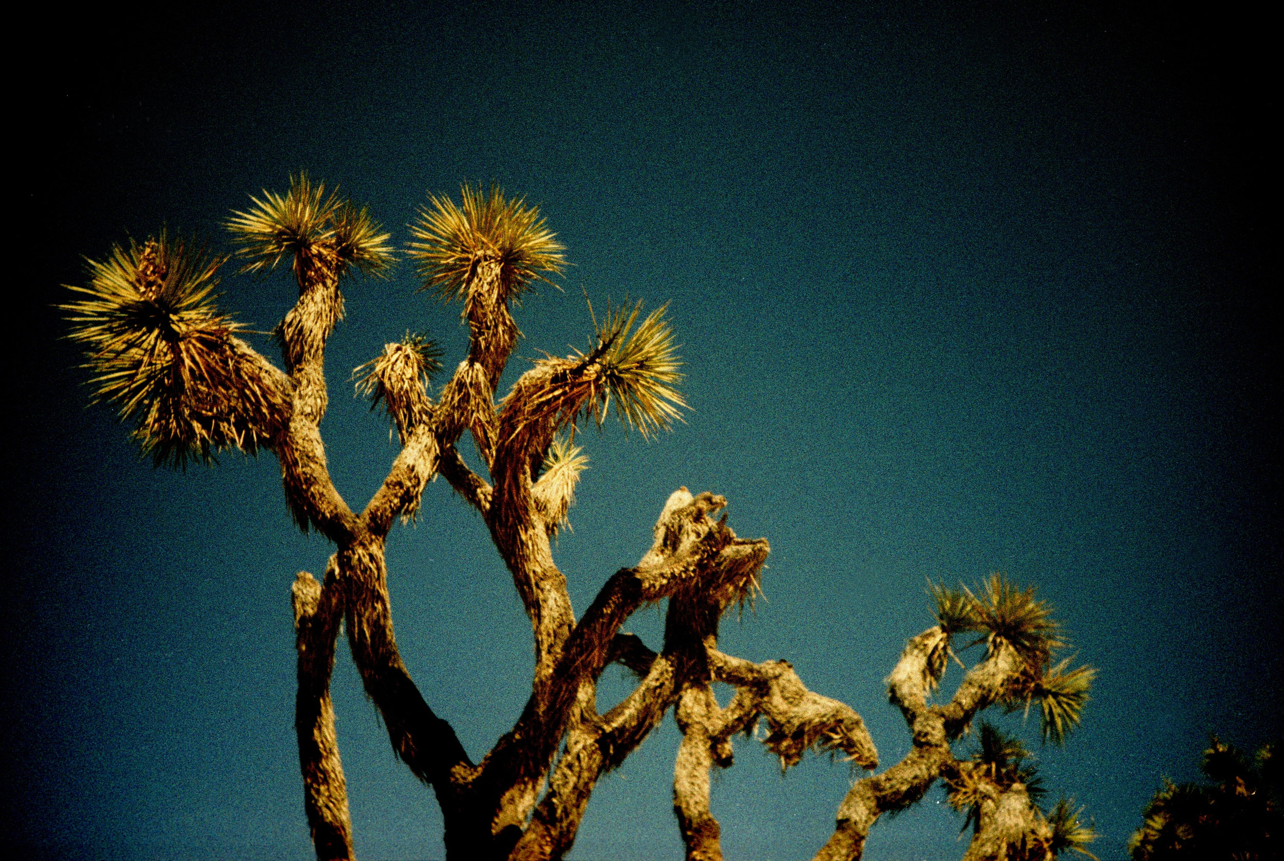 joshuaTree2016_0007.jpg