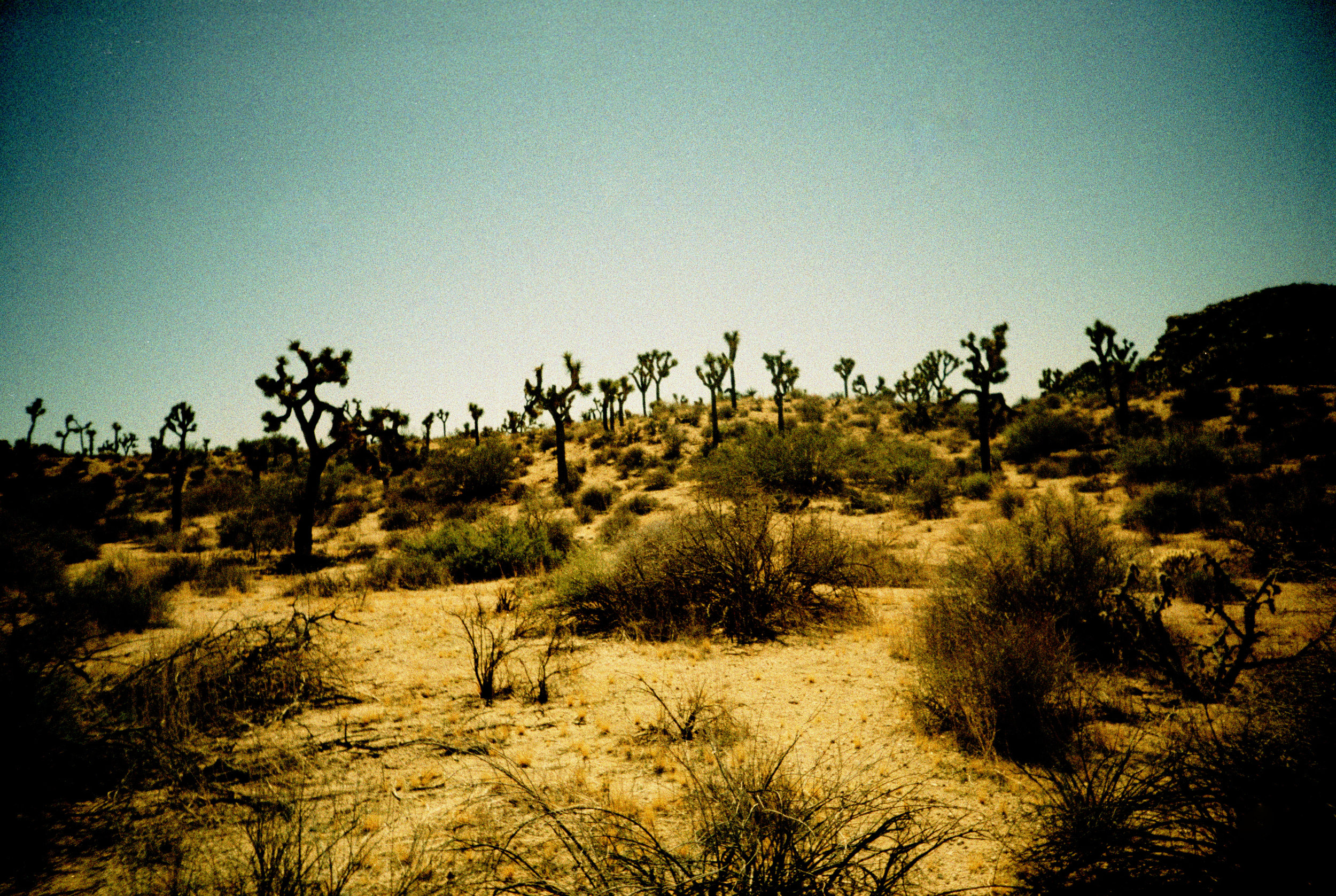 joshuaTree2016_0014.jpg