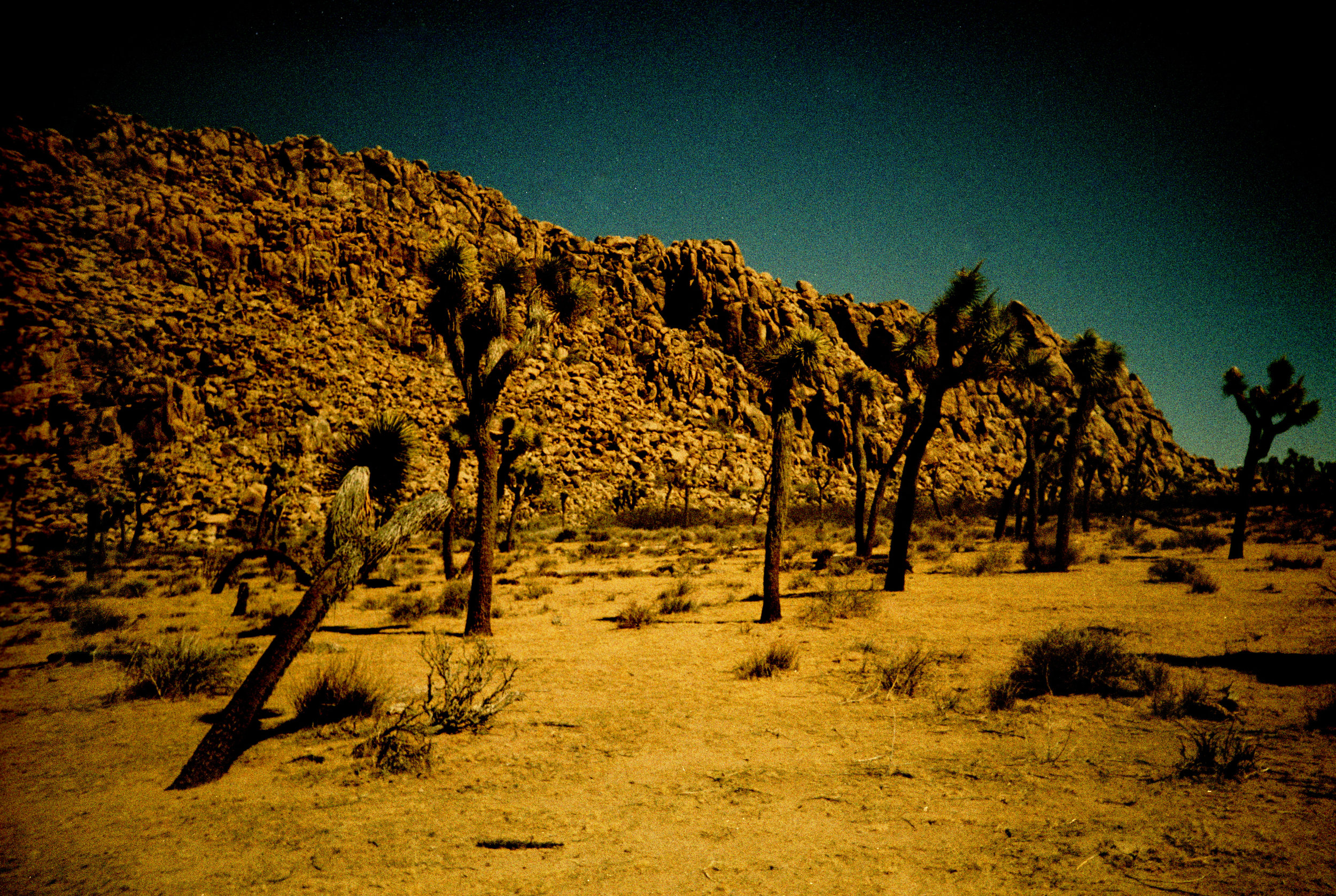 joshuaTree2016_0018.jpg