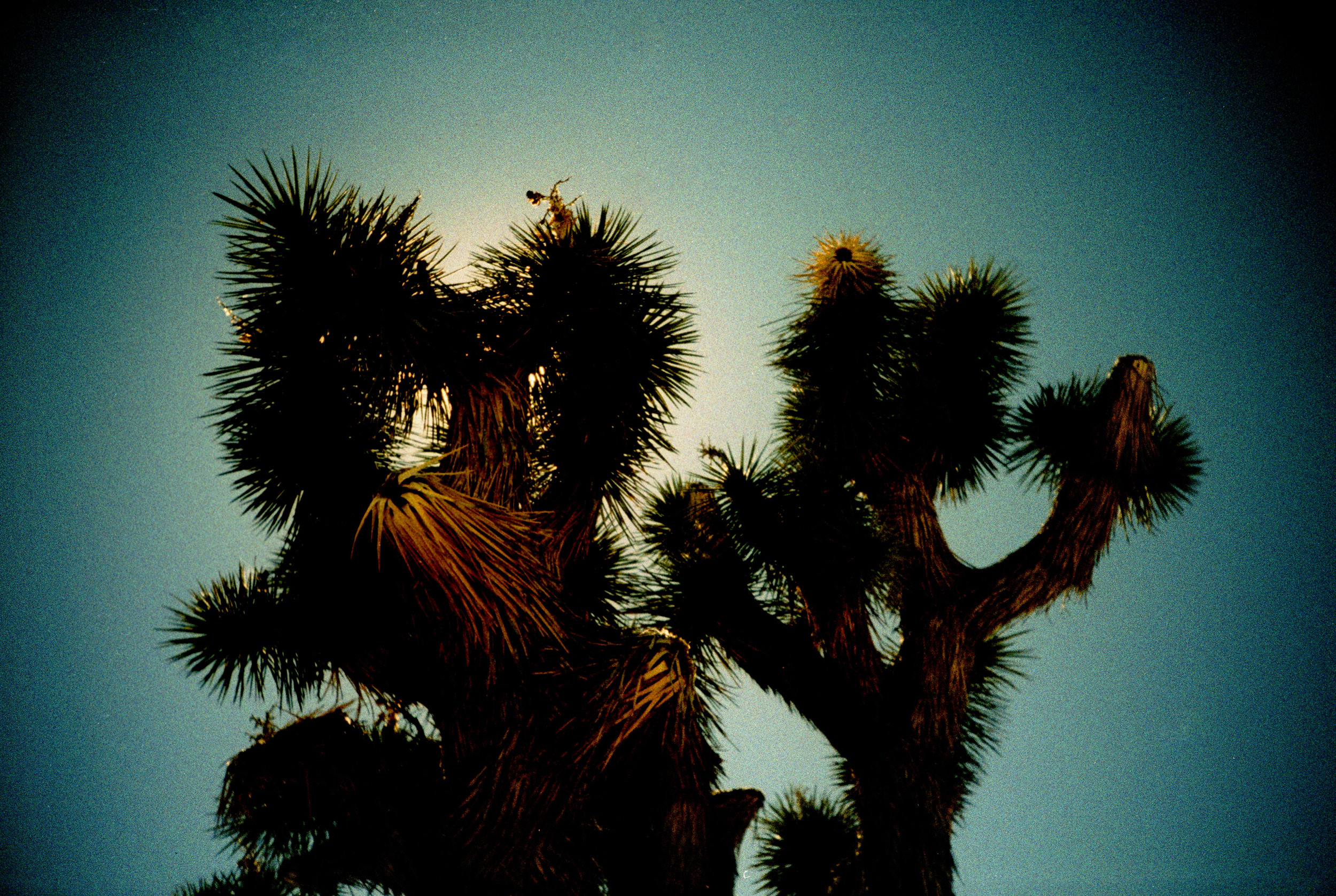 joshuaTree2016_0028.jpg