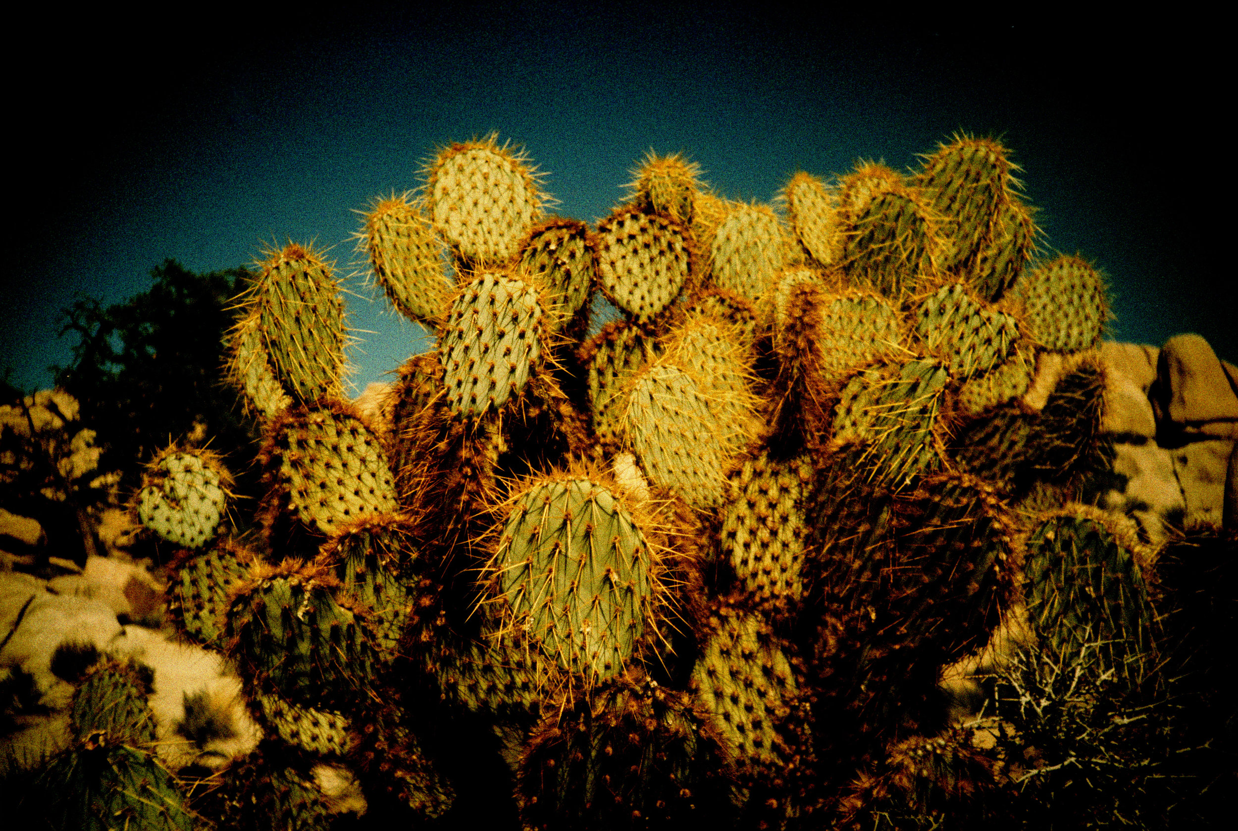 joshuaTree2016_0034.jpg