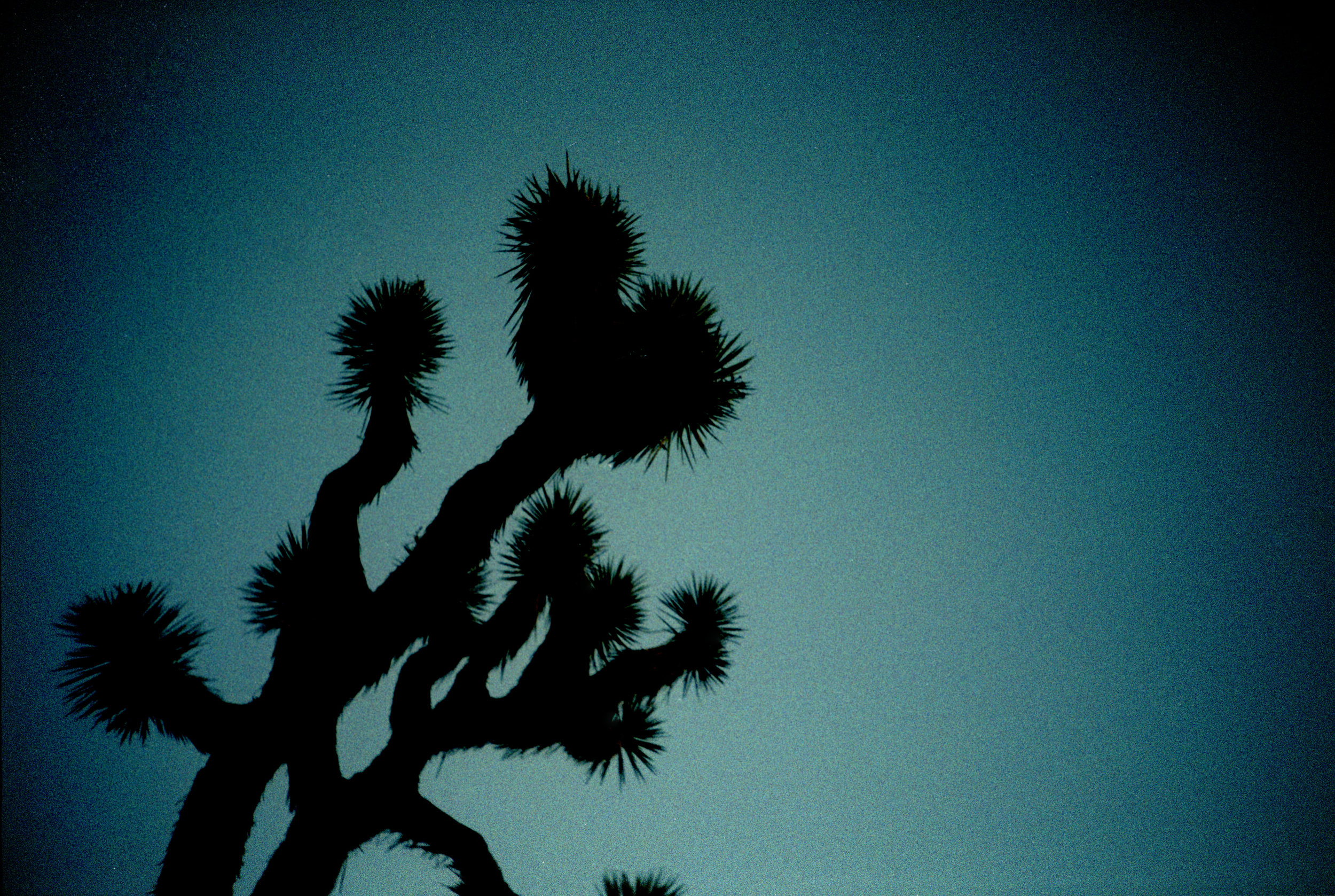 joshuaTree2016_0038.jpg