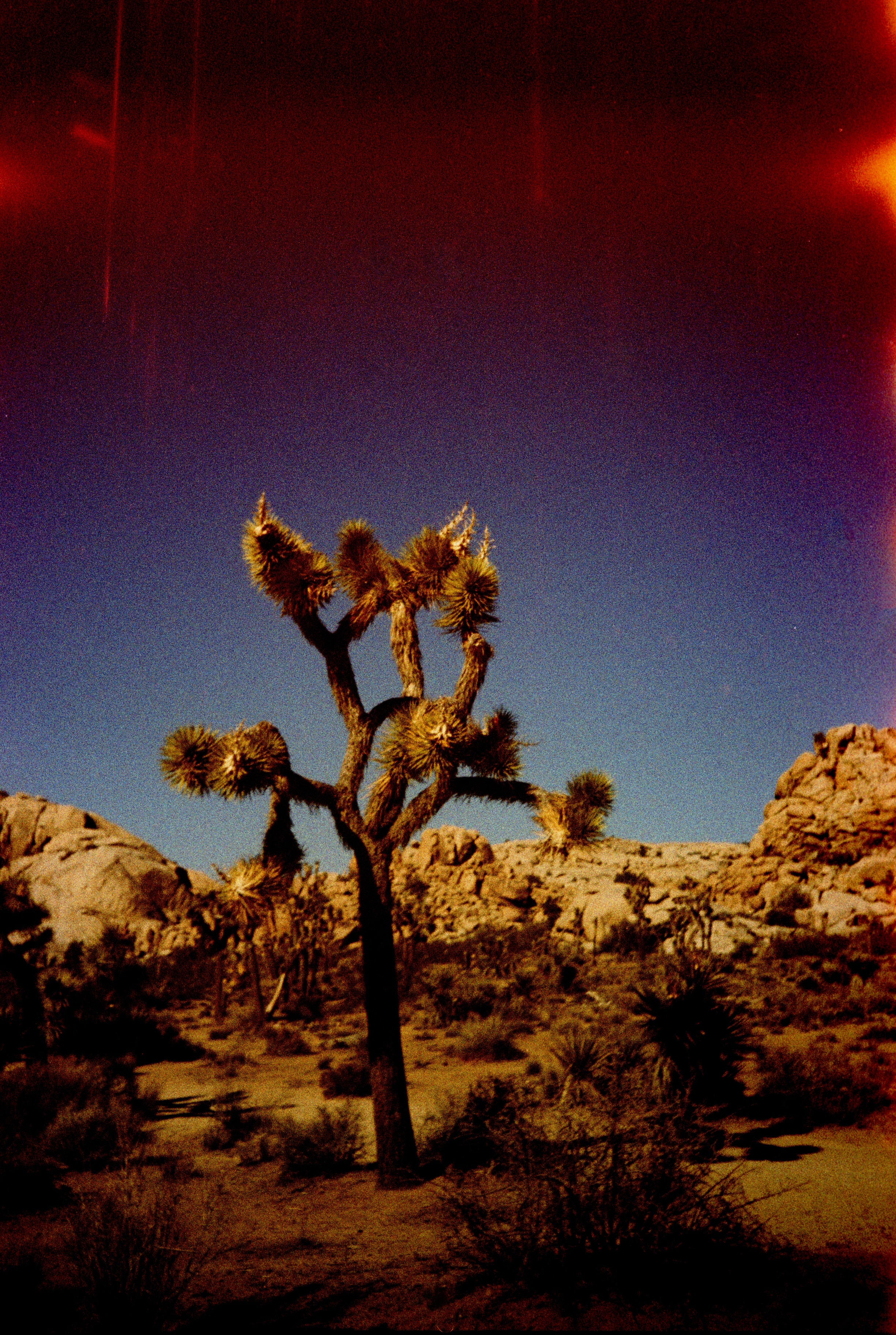 joshuaTree2016_0044.jpg