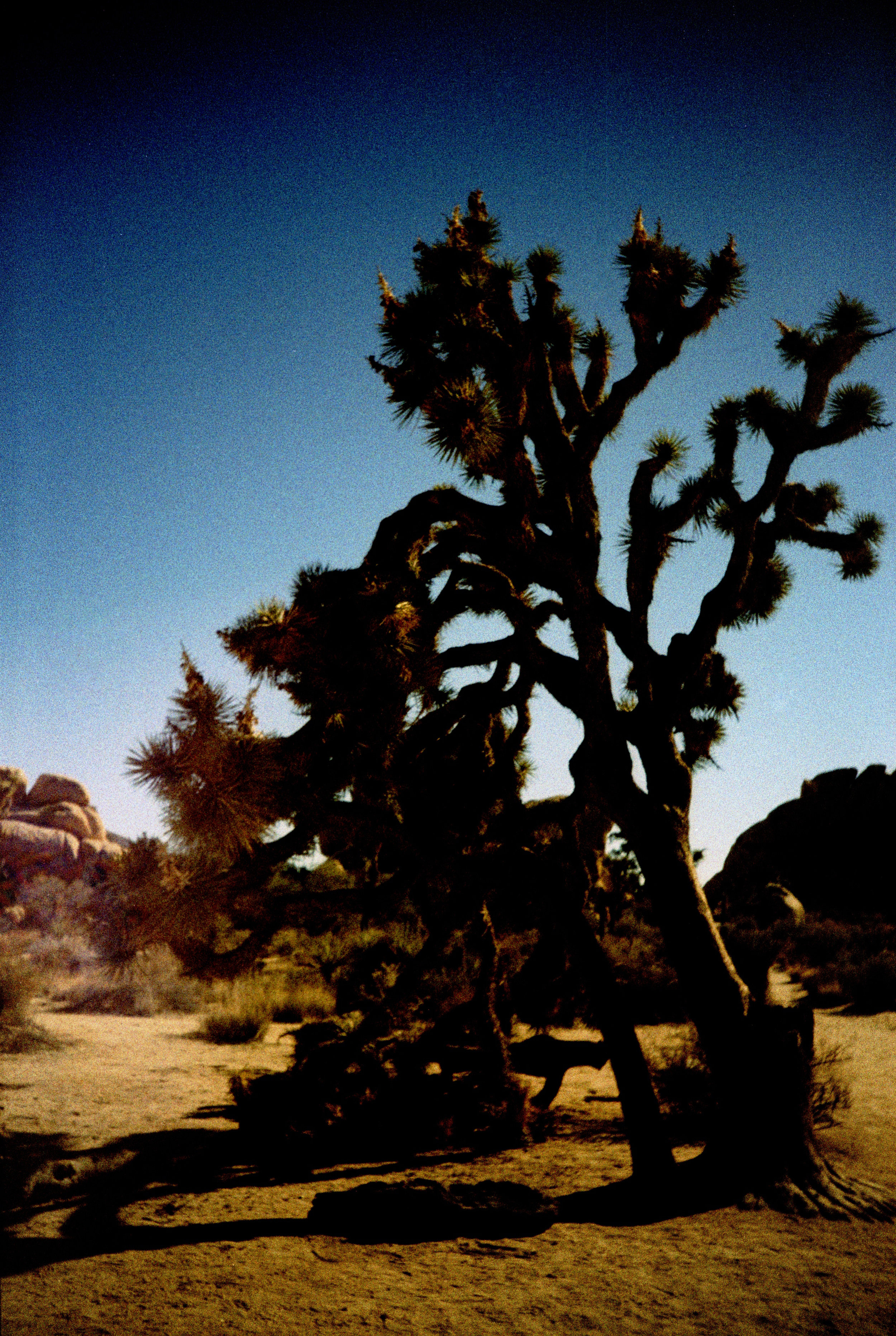 joshuaTree2016_0053.jpg