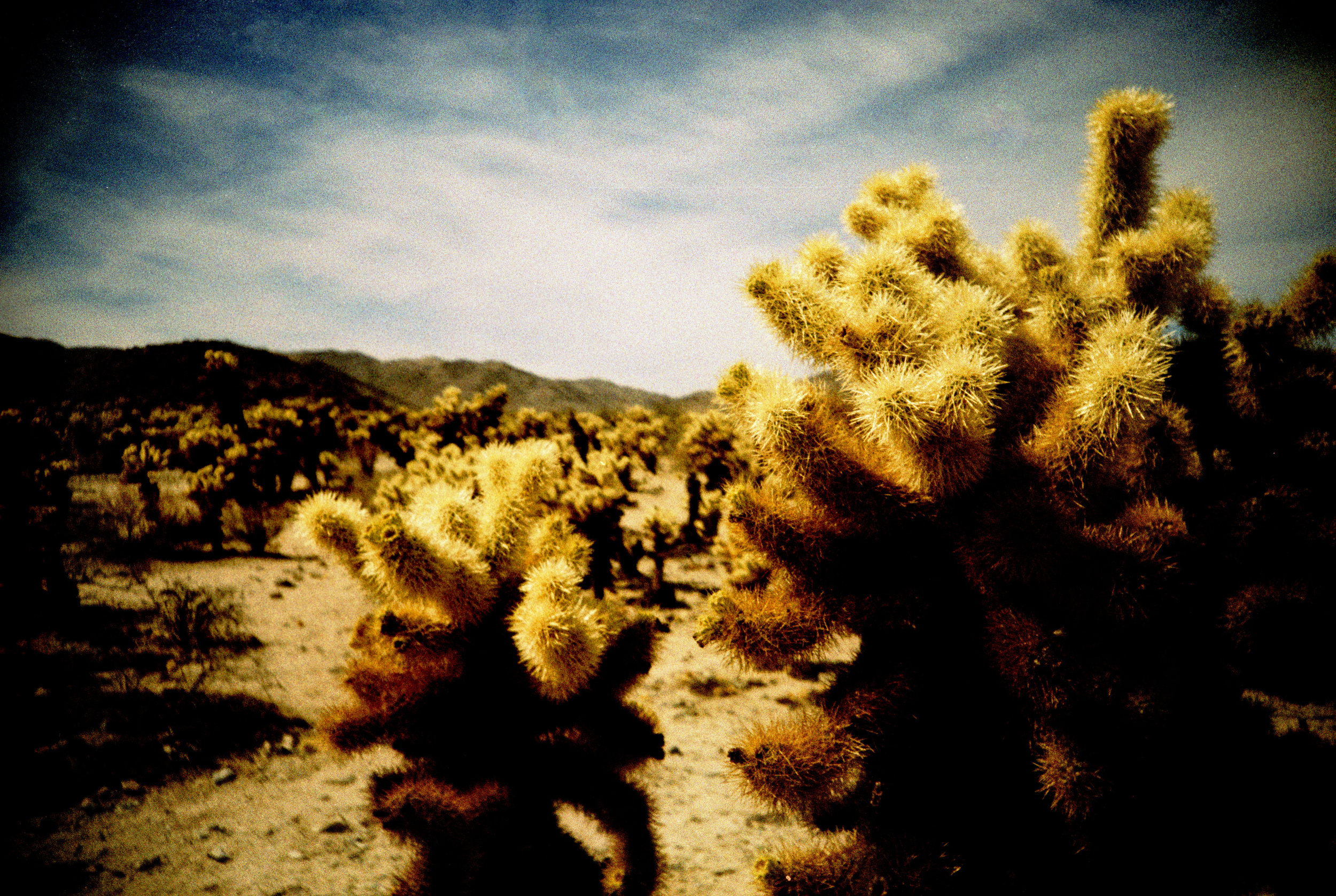 joshuaTree2016_0062.jpg