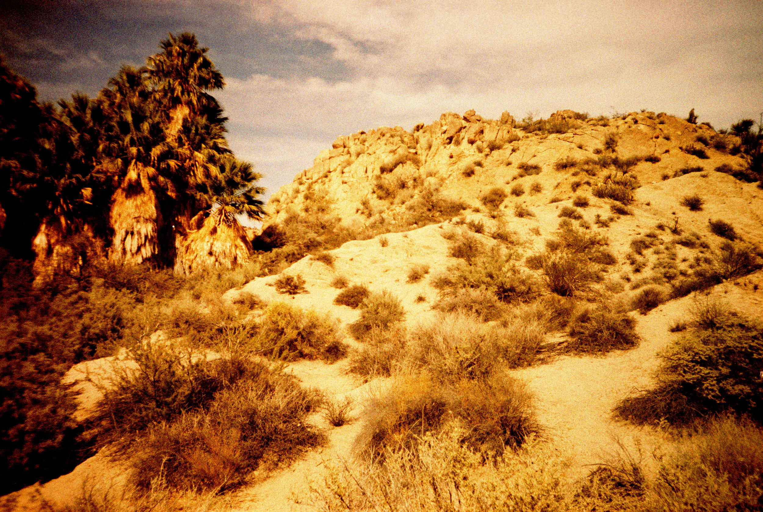 joshuaTree2016_0069.jpg