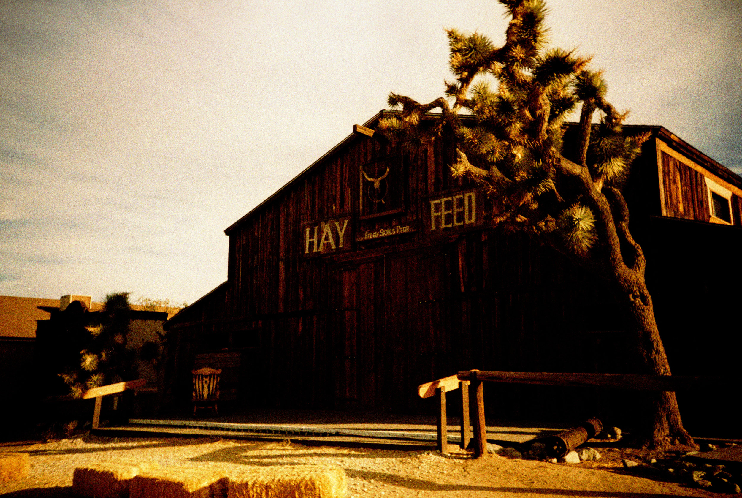 joshuaTree2016_0089.jpg