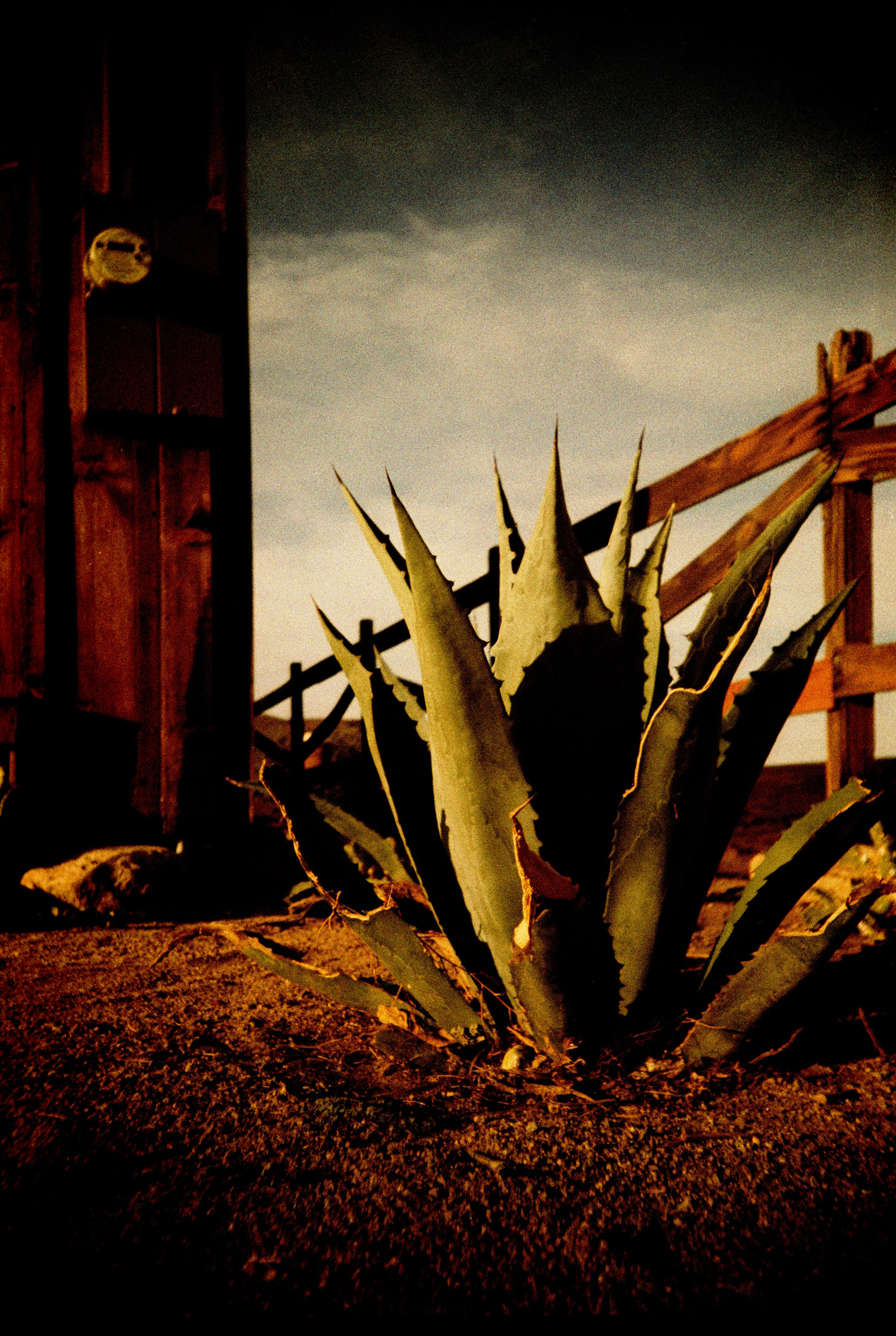 joshuaTree2016_0092.jpg