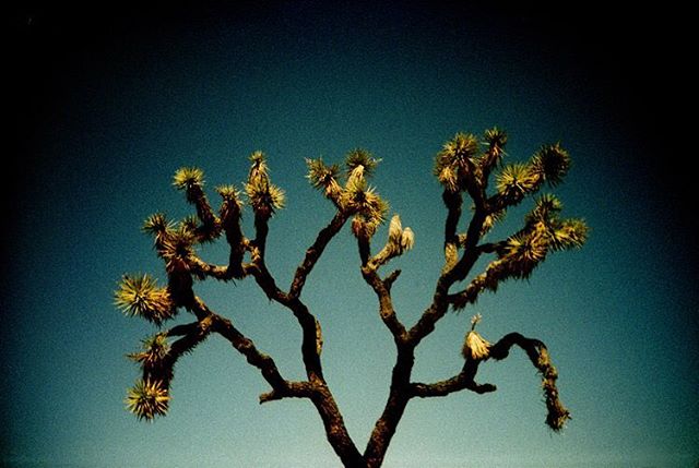 a joshua tree in Joshua Tree National Park #analogphotography #analoguephotography #analog #analogue #lomo #lomography #lomolca #crossprocess #film #filmphotography #slidefilm #filmsnotdead #joshuatree #joshuatreenationalpark #neverstopexploring #adv