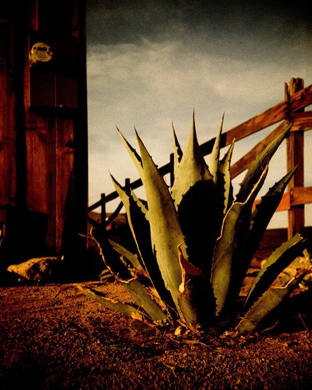 agave suav&egrave;! #lomography #lomolca #joshuatree #palmsprings #pappyandharriets #desert #analogphotography #analog #35mmfilm #35mm #filmphotography #filmsnotdead #explore #neverstopexploring #explorecalifornia #agave