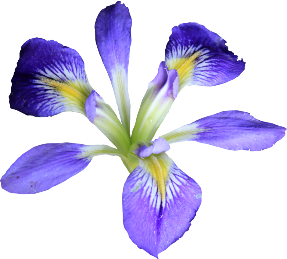 iris flower.png