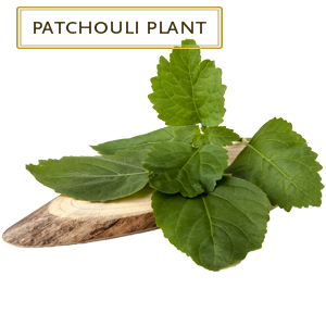 patchouli-plant.png