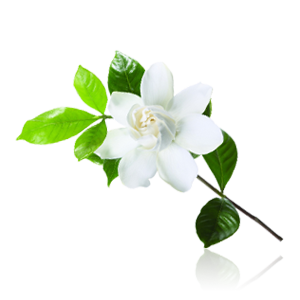 jasmine-flower-png-16.png
