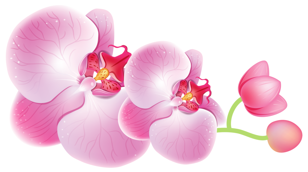 Orchids.png