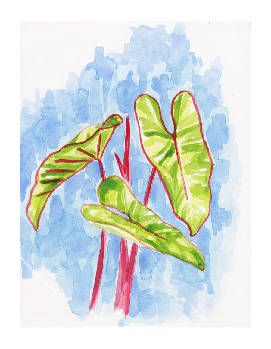 sabina_ciari_planta_web.jpg