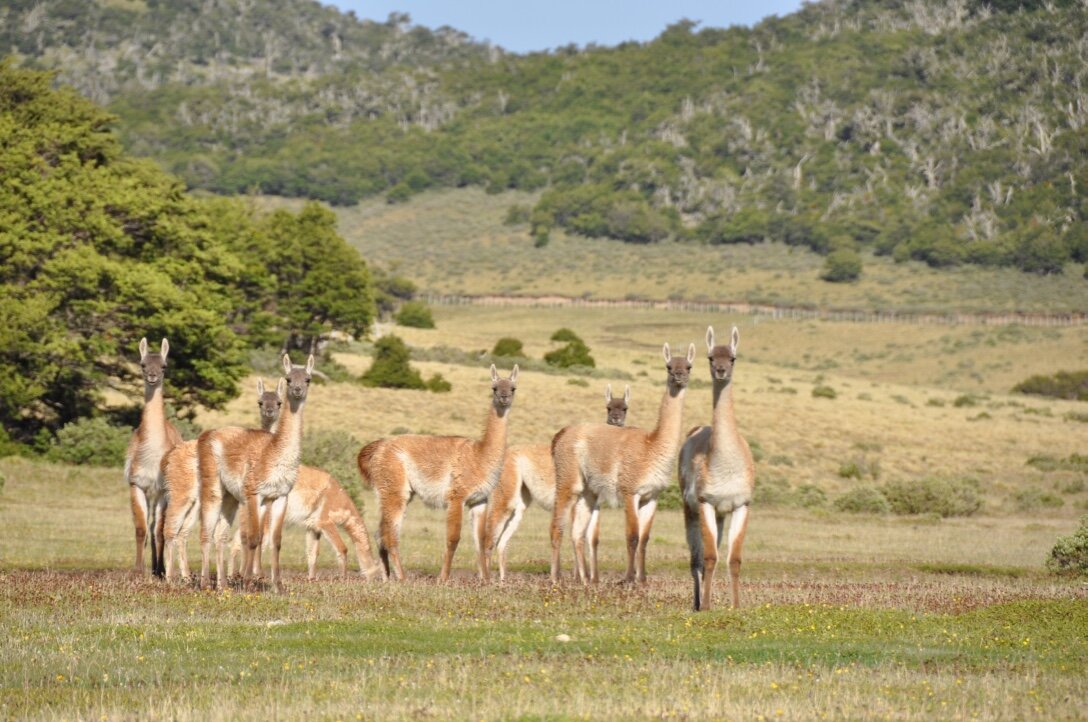 Guanacos on Tierra del Fuego