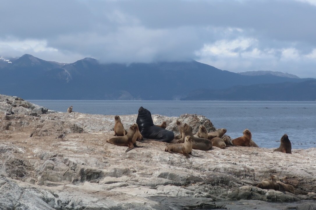 Sea lions on the Beagle Channel