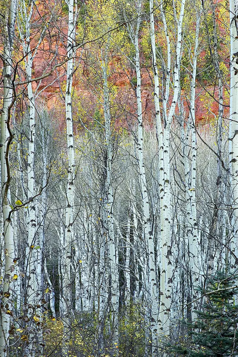 Leslie's Blue Aspen