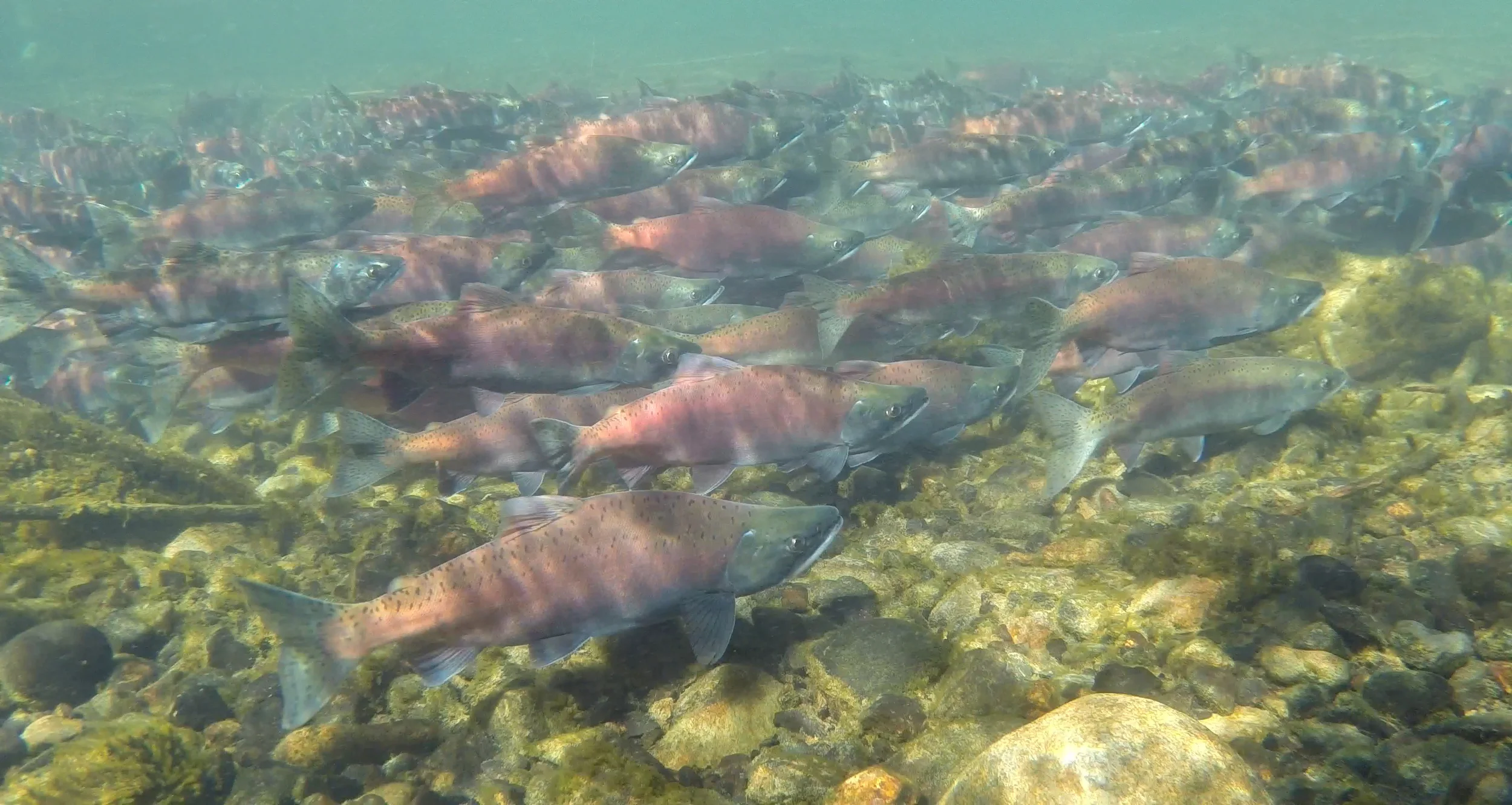 A school of spawning kokanee, a landlocked sockeye salmon