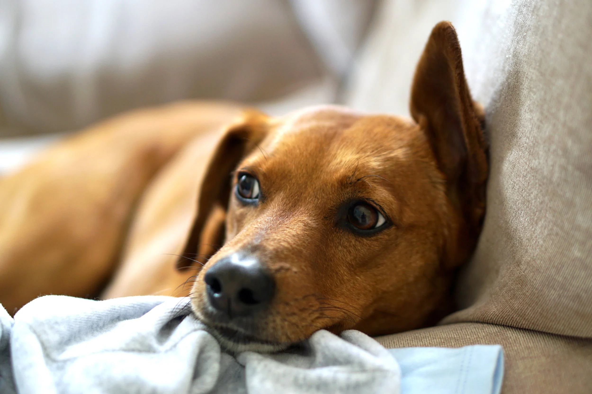 stay and train dog training